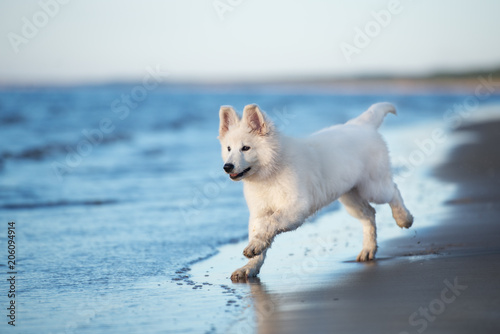 white swiss shepherd puppy playing on the beach © otsphoto