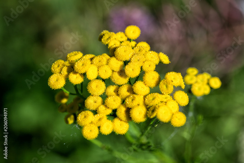 Flowers of tansy  Tanacetum vulgare 