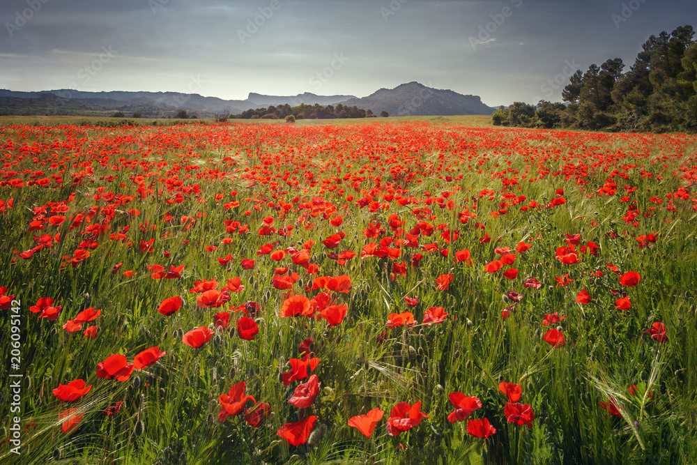 Beautiful field of red poppies in the sunrise light, in the Valderrobres medieval village, Matarrana district, Teruel province, Spain