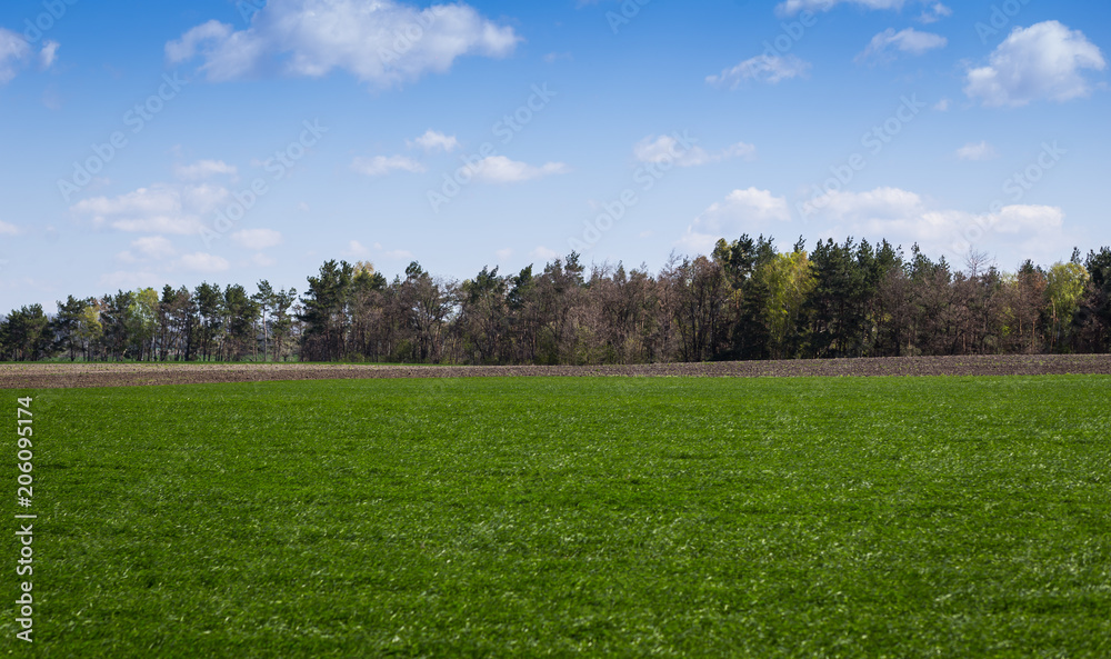 Green field and blue sky