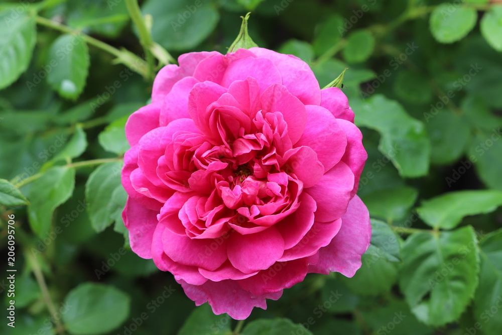 englische Rose in Pink 