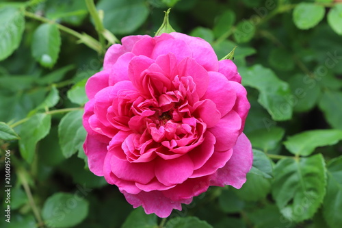 englische Rose in Pink  Princess Anne 