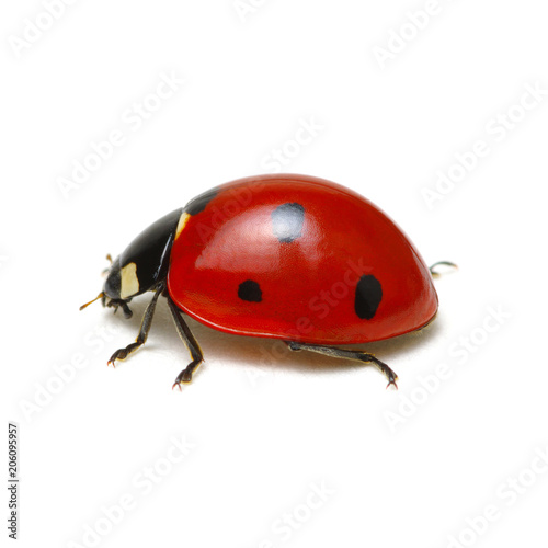 Ladybird on white