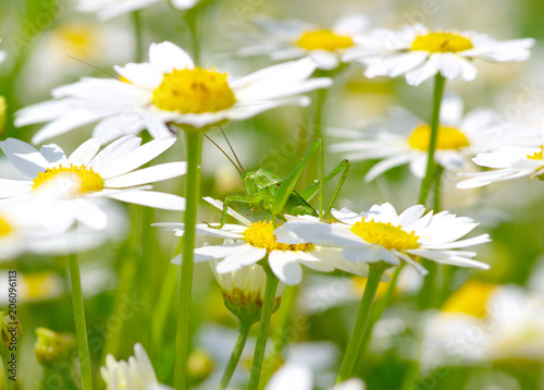 Green grasshopper on white