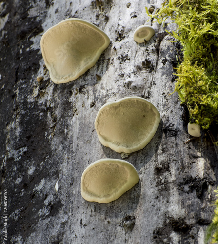 Mushrooms on a tree bark