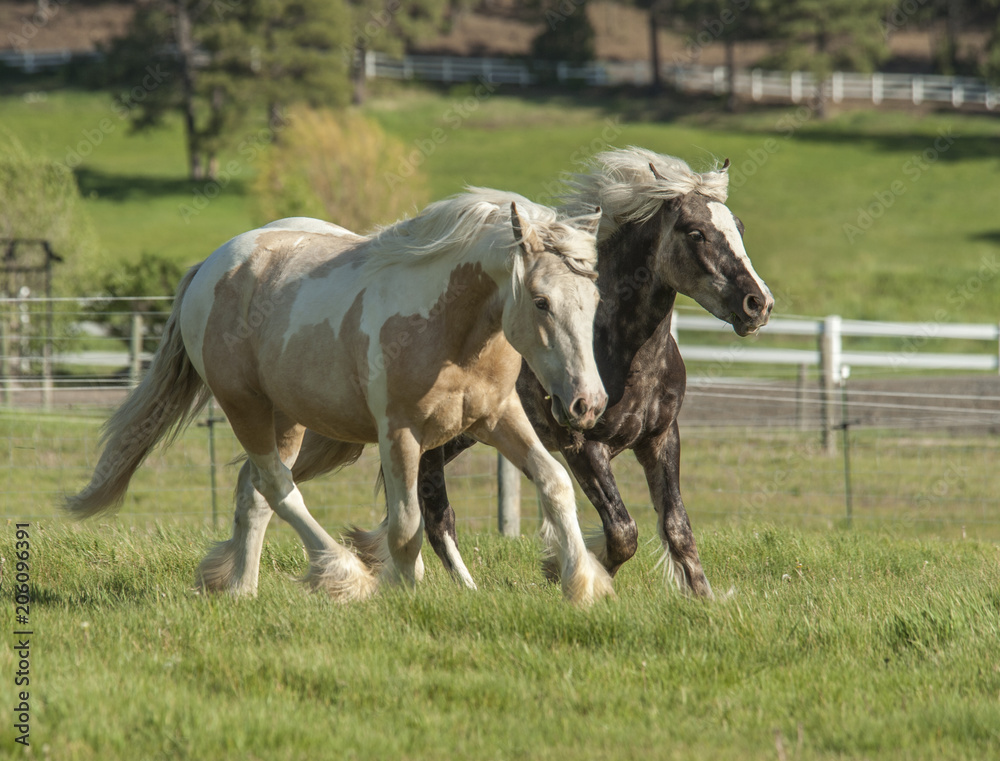 Gypsy horse fillies run in paddock