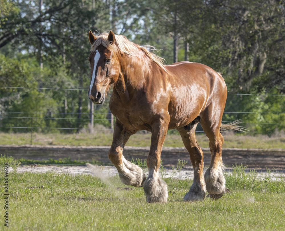 Belgian draft horse stallion running in pasture Belgian draft horse stallion running in pasture