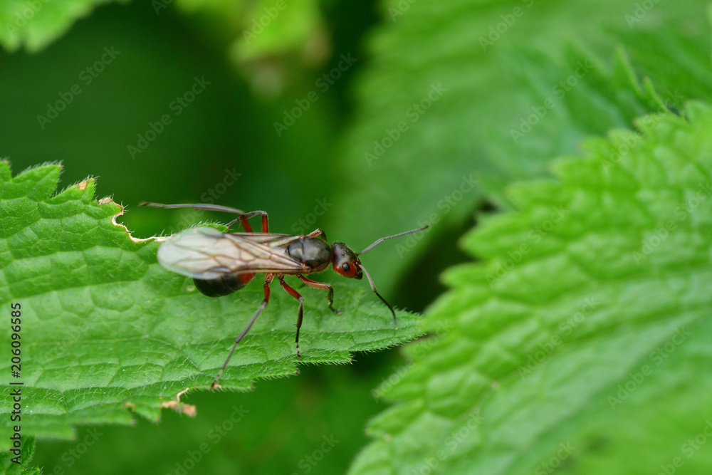 macro forest ant with wings the queen of the ant macro forest ant with wings the queen of the ant