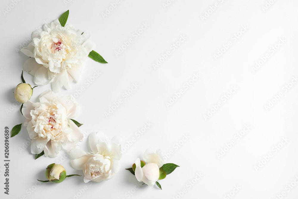 Beautiful blooming peony flowers on white background, top view
