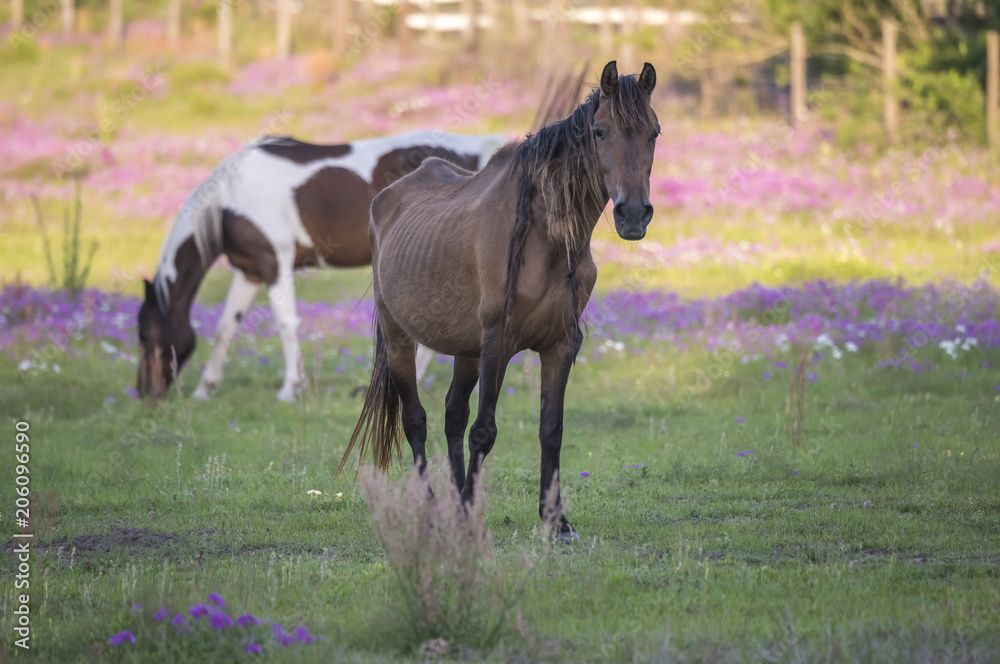 Uncared for horse with bones showing in wildflower field Uncared for horse with bones showing in wildflower field