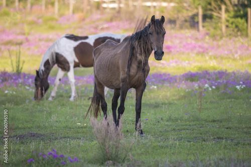Uncared for horse with bones showing in wildflower field