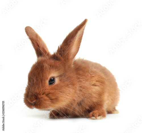 Cute red bunny on white background