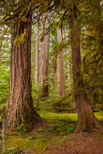 Detail image of big tree trunks in the forest of North Cascades National Park, Washington, USA