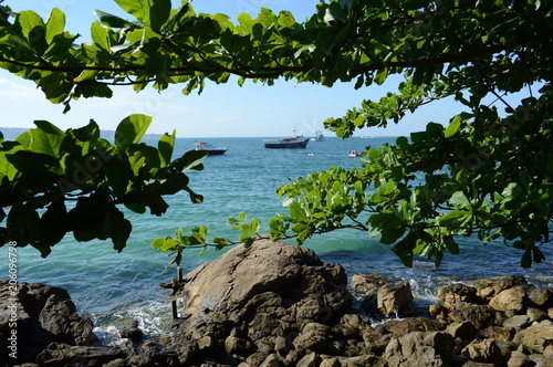 Beach trees