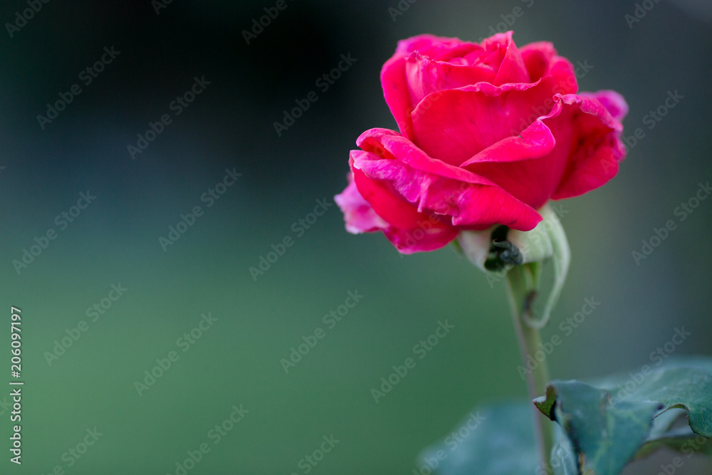 A beautiful, single, red rose stands alone on an overcast day. A beautiful, single, red rose stands alone on an overcast day.