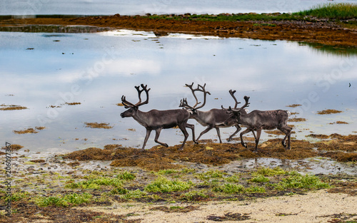 Reindeers on the seashore