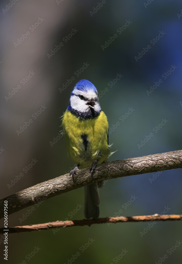 Obraz premium portrait of a beautiful bright little lazorevka sitting on a branch in the Park in the spring and singing songs