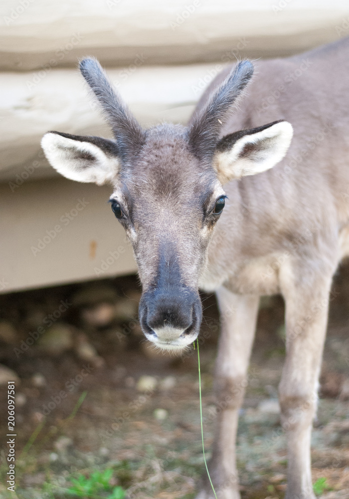 The deer near the house