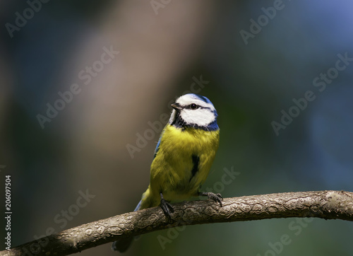 portrait of beautiful bright little bird tit sitting on a branch in the Park in the spring and looking into the distance