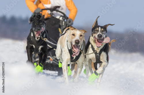 dog sledding in quebec, canada