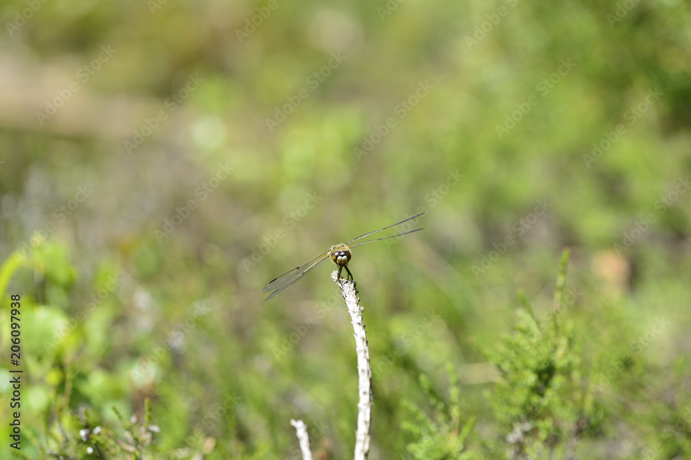 Dragonfly Dragonfly