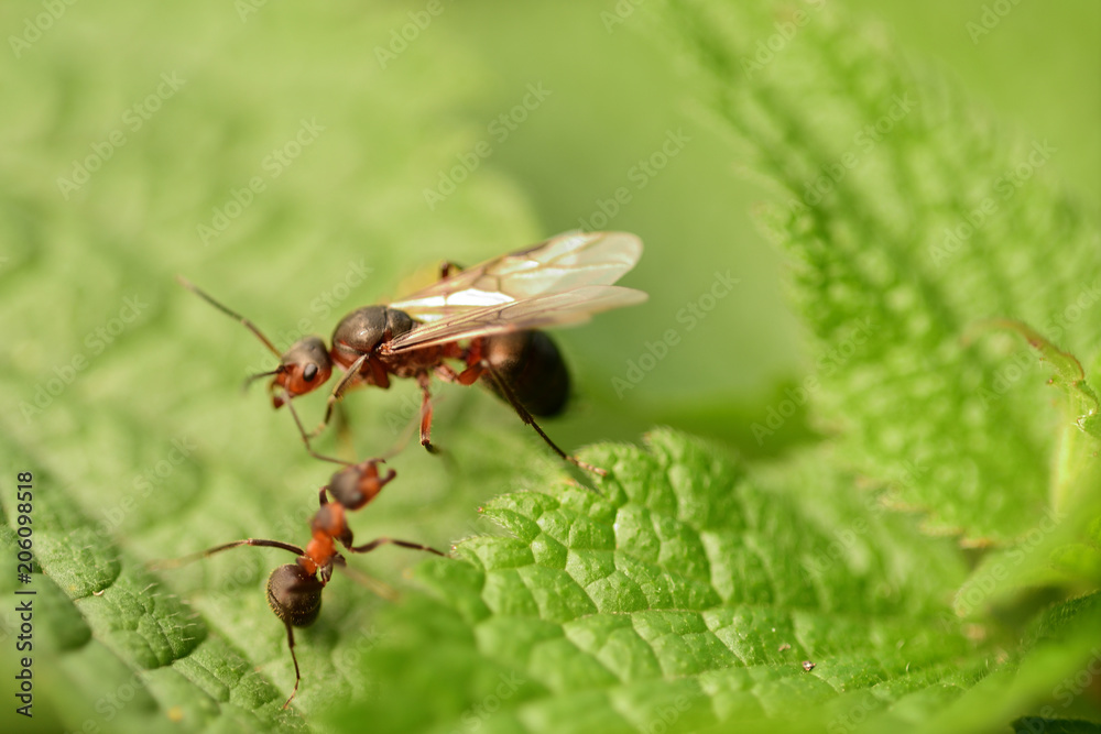 macro forest ant with wings the queen of the ant macro forest ant with wings the queen of the ant
