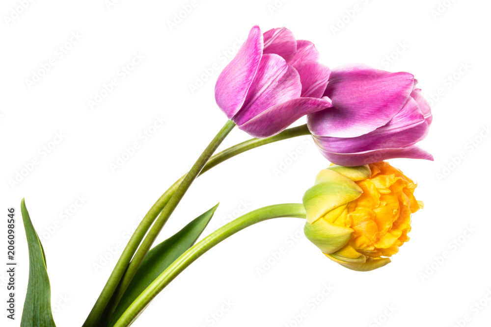 Three lilac and yellow spring flowers. Tulips isolated on white background Three lilac and yellow spring flowers. Tulips isolated on white background