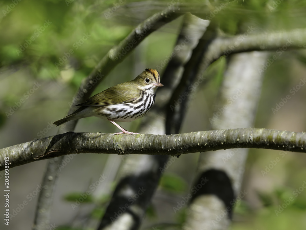 Ovenbird in Spring Ovenbird in Spring