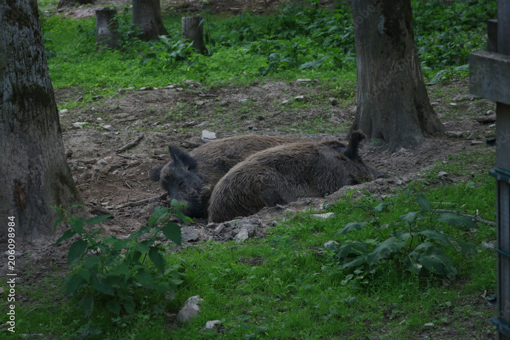 Fototapeta premium Zwei schlafende Wildschweine im Wald