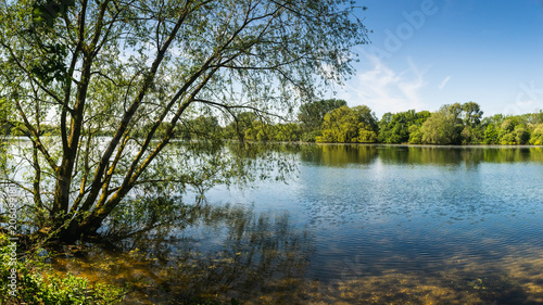Lakeside Tree photo