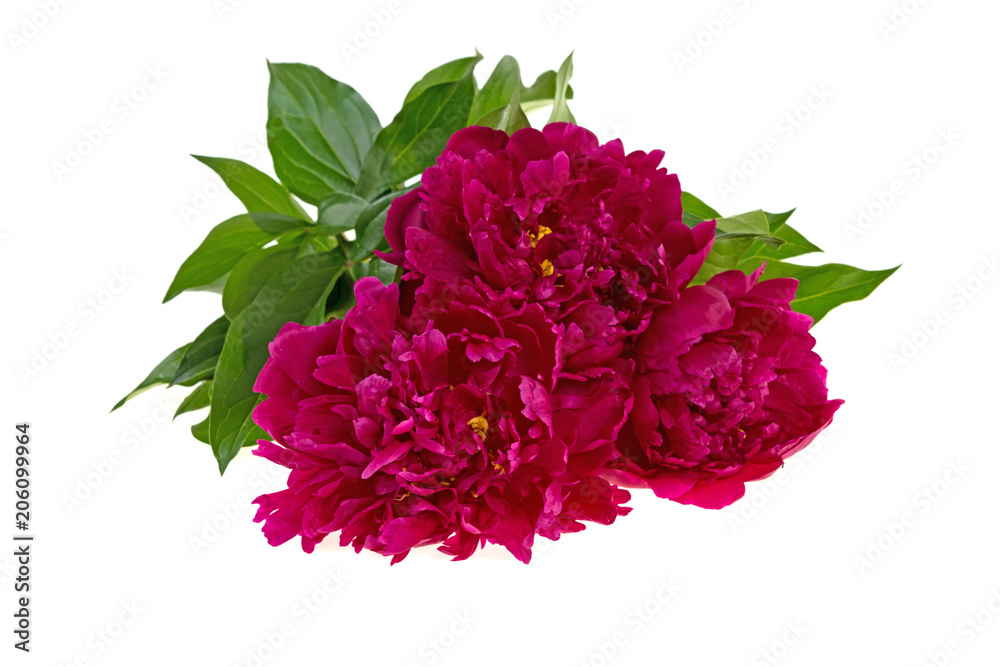 red peony flower on white background