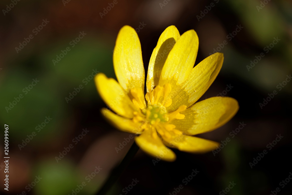 Closeup of a yellow Lesser Celandine flower. Latin name: Ranunculus Ficara Closeup of a yellow Lesser Celandine flower. Latin name: Ranunculus Ficara