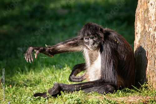 Monkey