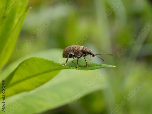 Beetle on the sheet © oljasimovic