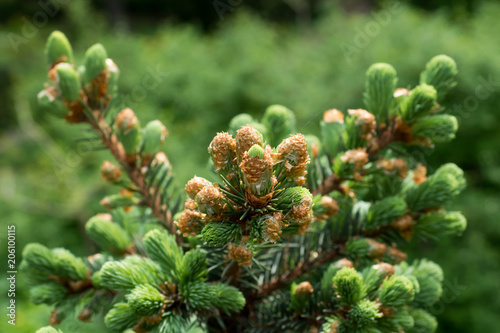 Flowering young coniferous trees in the spring in the forest. Selective focus