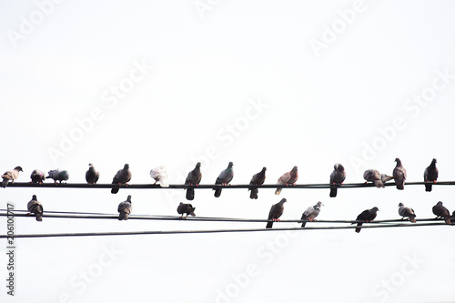 A large number of birds live on high voltage cables.