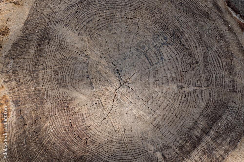 Naklejka premium tronco viejo cortado