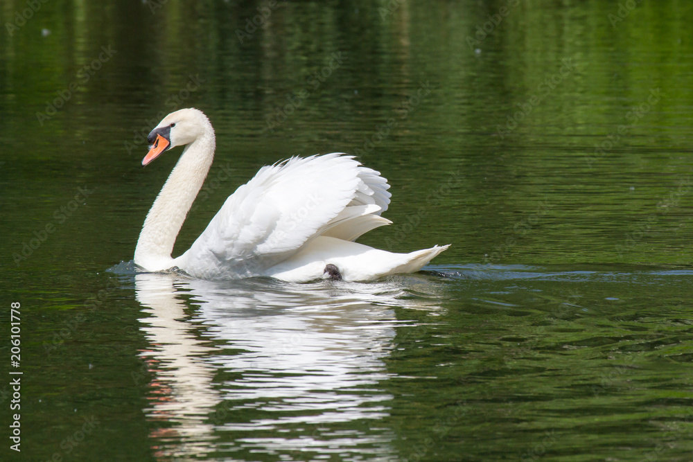 Naklejka premium Höckerschwan 4