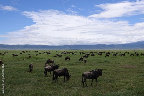 Fototapeta Naklejka Na Ścianę i Meble -  Great migration Serengeti, Zebras and Wildebeest. Tanzania, Africa