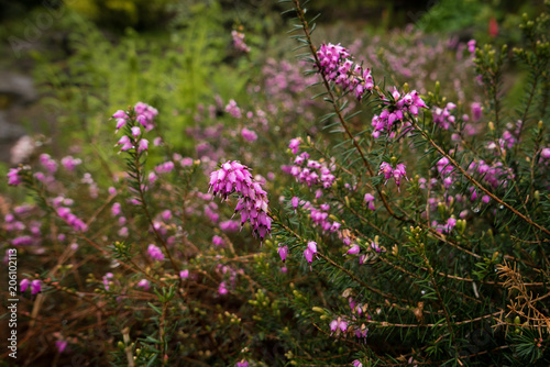 A green bush with bright violet flowers in the springtime