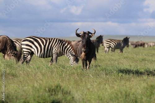 Great migration Serengeti  Zebras and Wildebeest. Tanzania  Africa