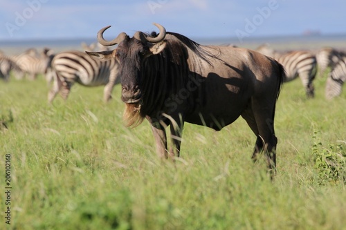 Great migration Serengeti, Zebras and Wildebeest. Tanzania, Africa