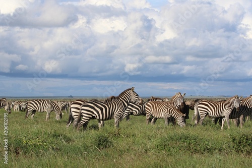 Zebras  Savannah  Serengeti