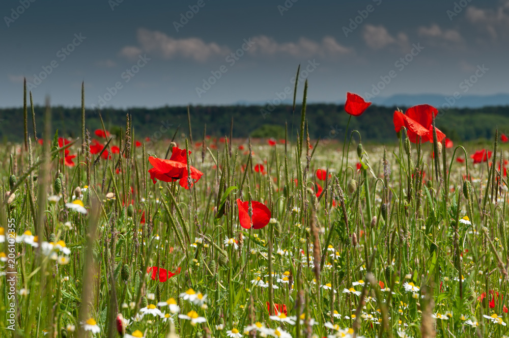 Fototapeta premium Red poppy flowers in green meadows under cloudy sky