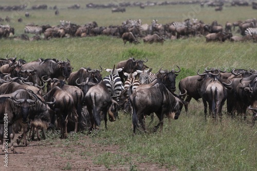 Great Migration Serengeti, thousands of Zebras and wildebeest crossing . Tanzania © Kirsten Dohmeier
