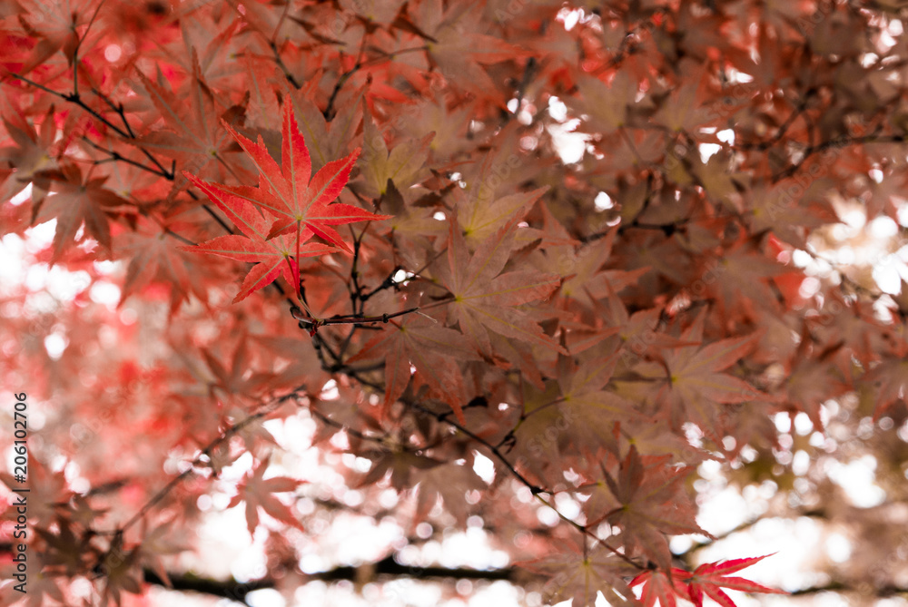 Japanese Maple tree in Portland's Crystal Springs Rhododendron Garden, Oregon Japanese Maple tree in Portland's Crystal Springs Rhododendron Garden, Oregon