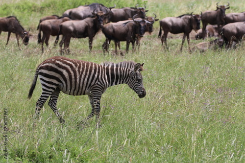 Fototapeta Naklejka Na Ścianę i Meble -  Zebras, Sergengeti, Great Migration, Africa