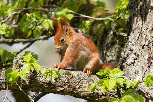 Eichhörnchen 13 © Karl-Heinz Schmidt