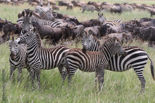 Zebras  Sergengeti  Great Migration  Africa