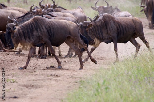 Great Migration Wildebeest Serengeti  Tanzania  Africa